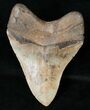 Quality Megalodon Tooth - Savannah, Georgia #16009-2